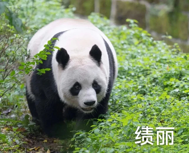 Jili, a giant panda