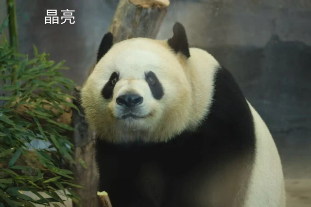 晶亮，大熊猫