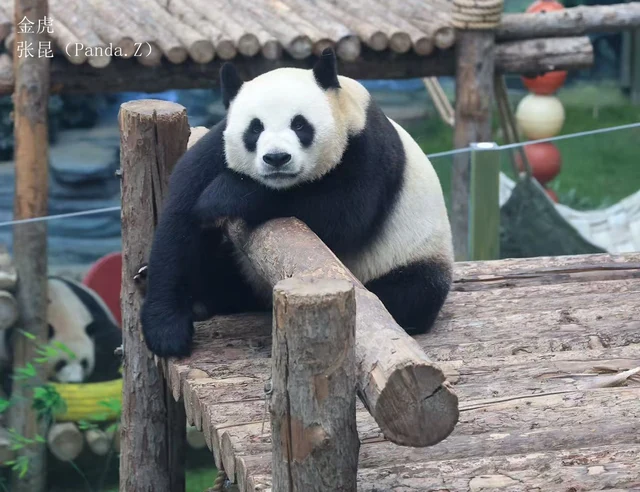 Jinhu, a giant panda