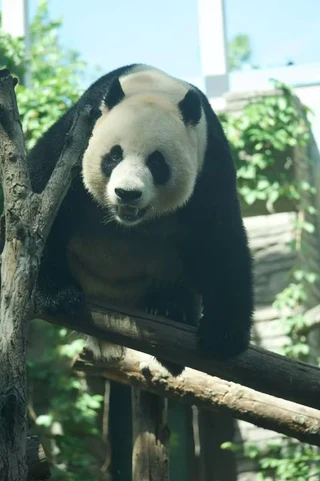 Jinian, a giant panda