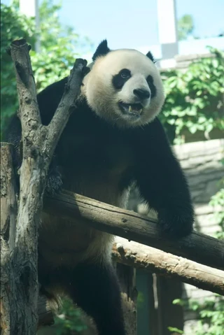 Jinian, a giant panda