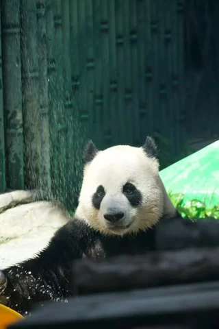 Jinian, a giant panda