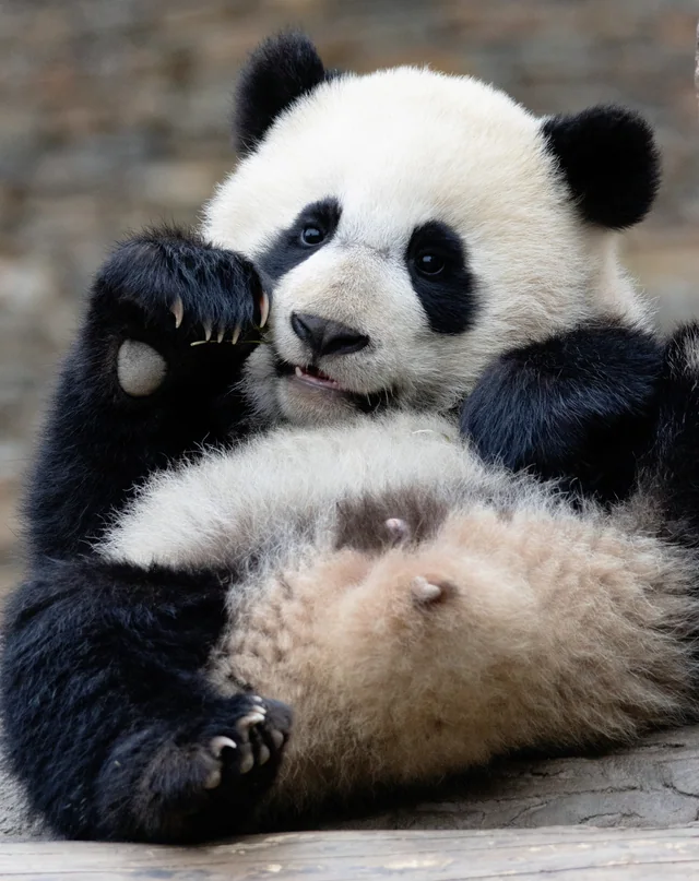 Jinrui, a giant panda