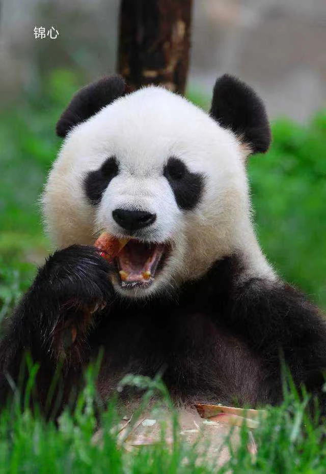 Jinxin, a giant panda