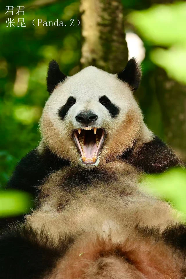 Junjun, a giant panda