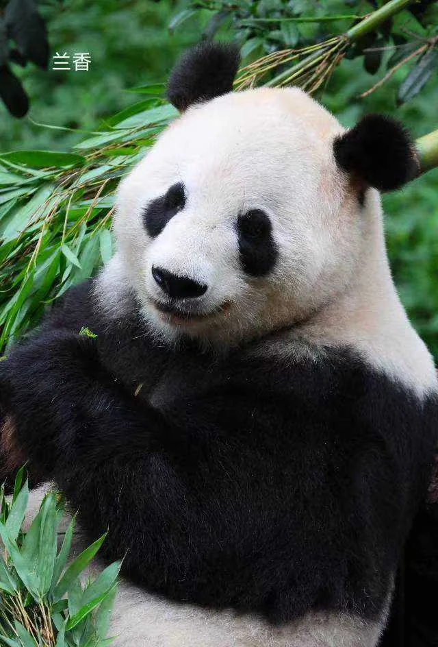 Lanxiang, a giant panda