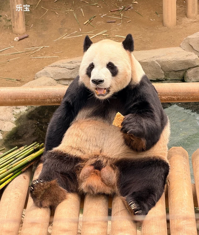 Le Bao, a giant panda