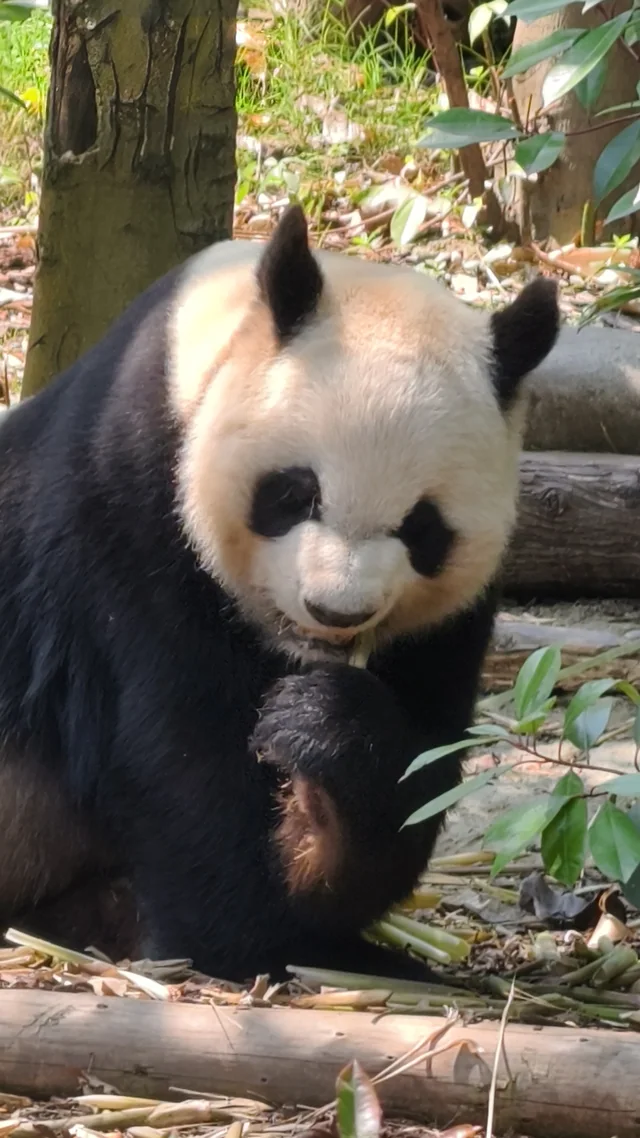 Leshui, a giant panda