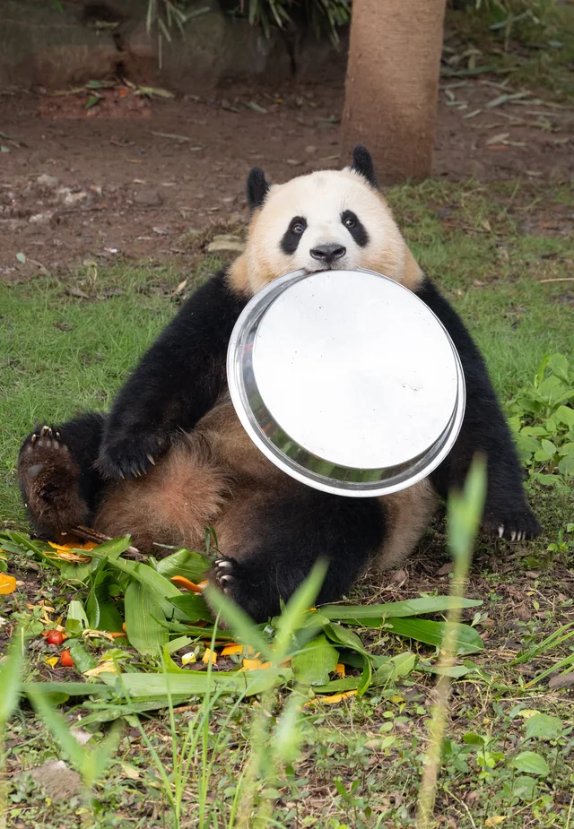 Liangyue, a giant panda