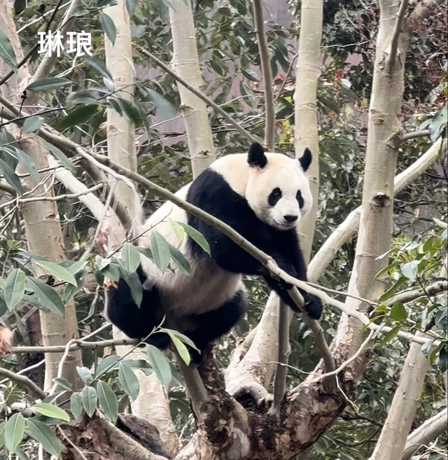 Linglang, a giant panda