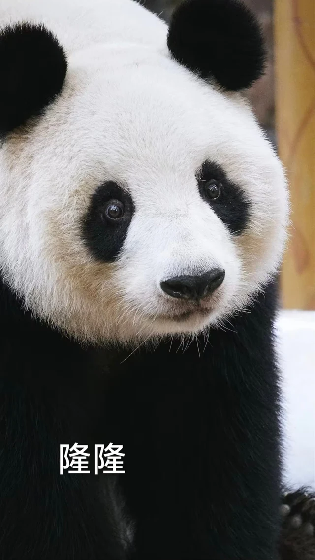 Longlong, a giant panda