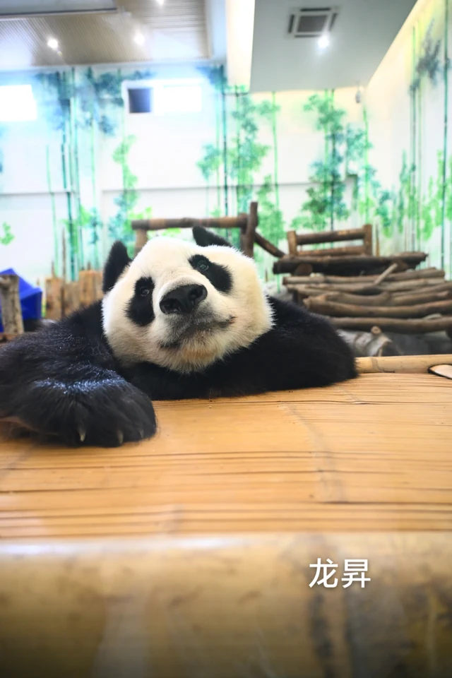 Longsheng, a giant panda