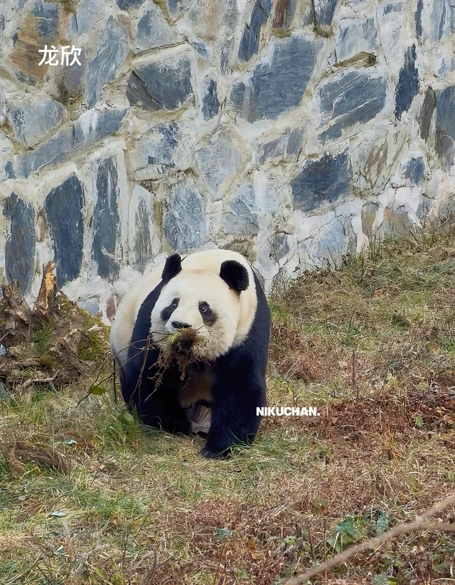 Longxin, a giant panda