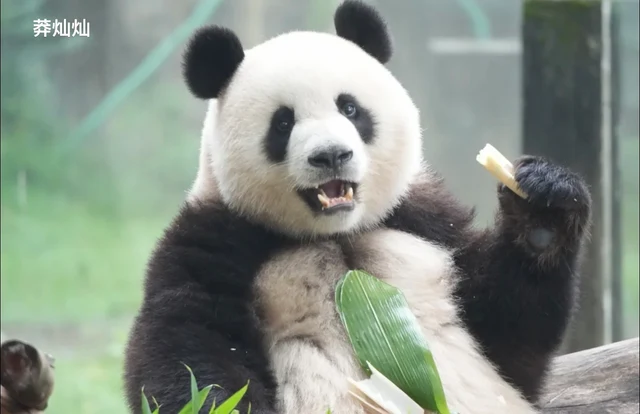 Mangcancan, a giant panda