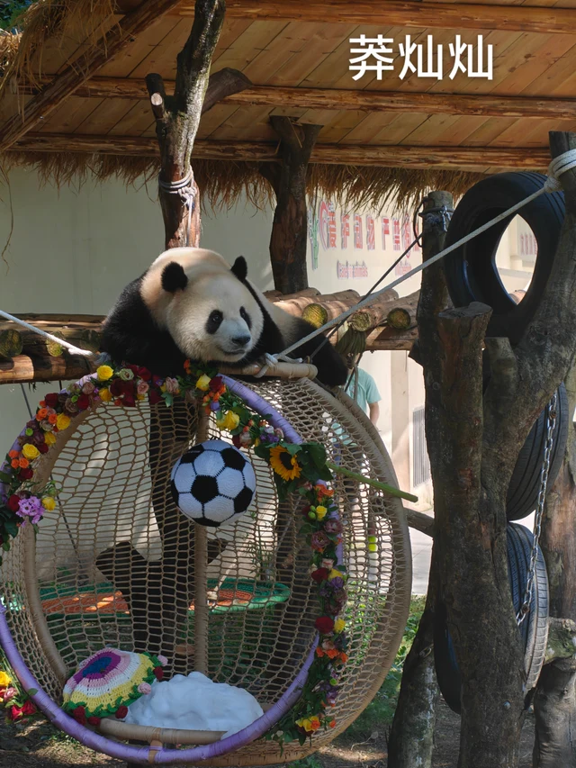 Mangcancan, a giant panda