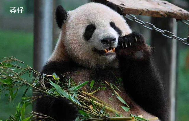 Mangzai, a giant panda