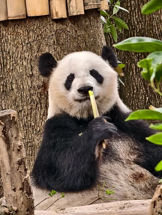 Mei Huan, a giant panda