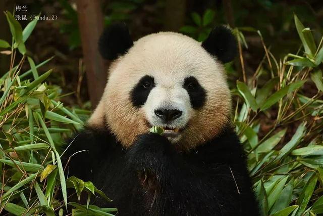 Meilan, a giant panda