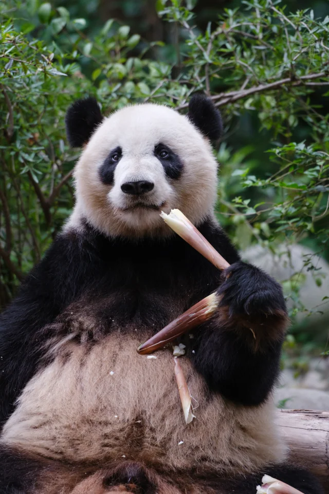 Mei Lan, a giant panda