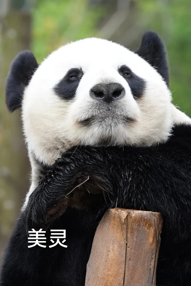Mei Ling, a giant panda