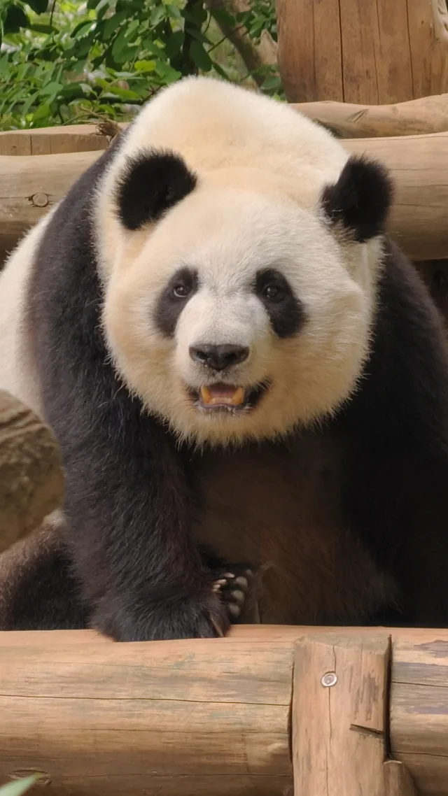 Mei Lun, a giant panda