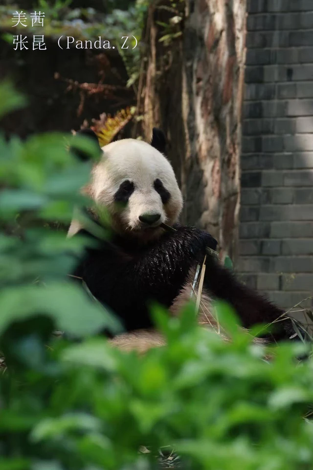 Meiqie, a giant panda