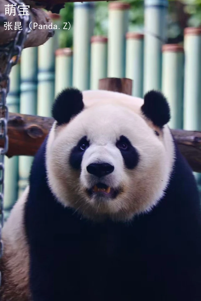 Mengbao, a giant panda