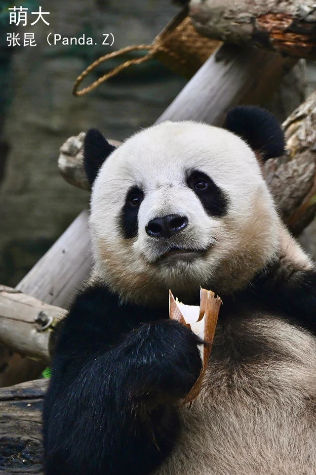 Mengda, a giant panda