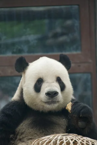 Menger, a giant panda