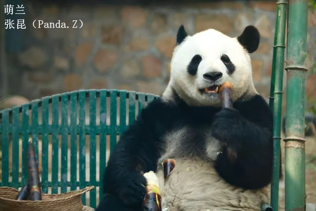 Meng Lan, a giant panda