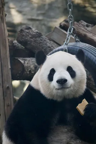 Mengyu, a giant panda
