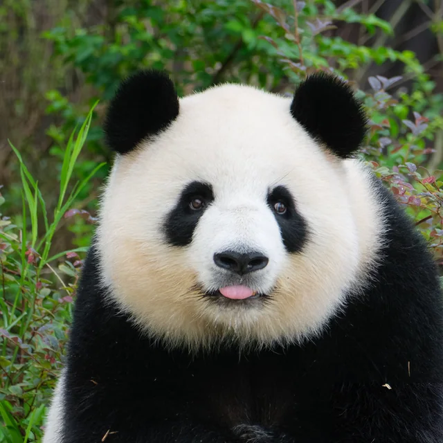 Miaomiao, a giant panda
