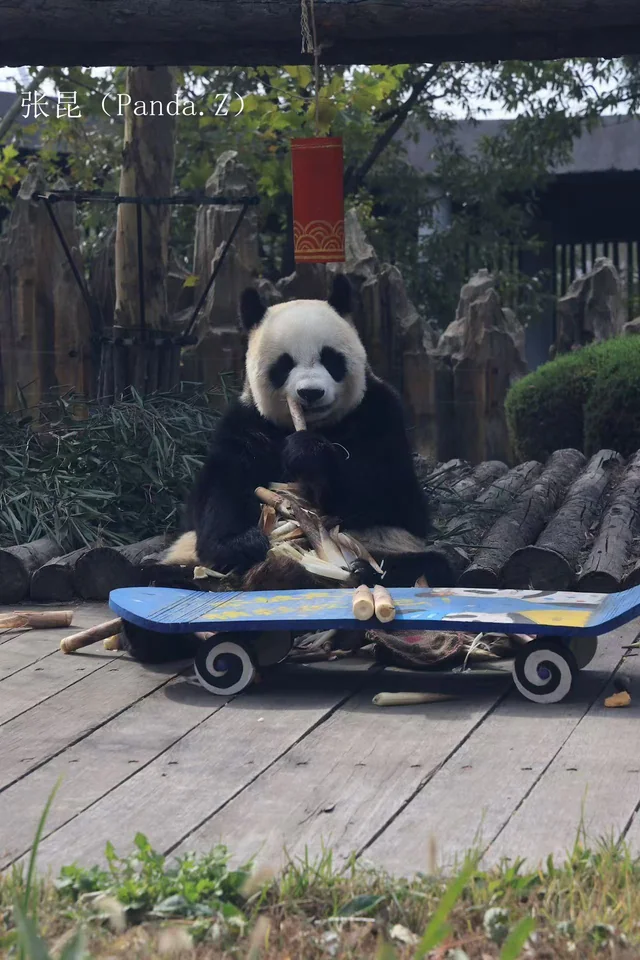 Miaoyin, a giant panda