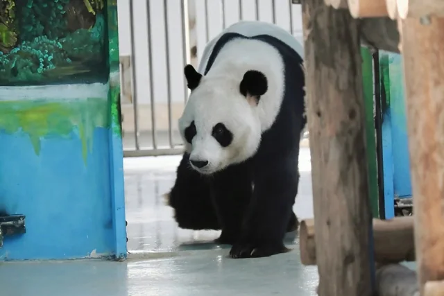 Ming Bang, a giant panda