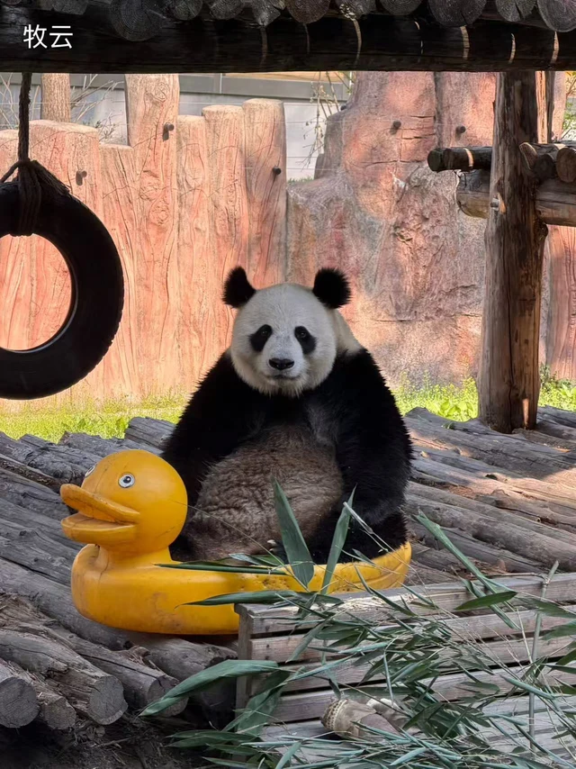 Muyun, a giant panda