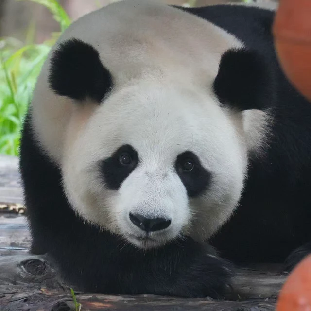 Muyun, a giant panda