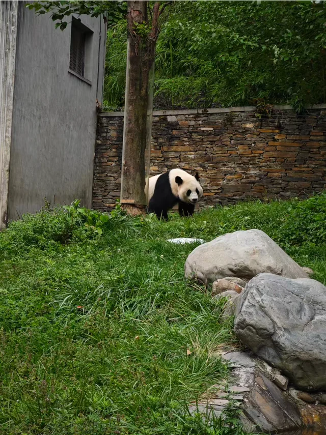 Nanxiaoyue, a giant panda