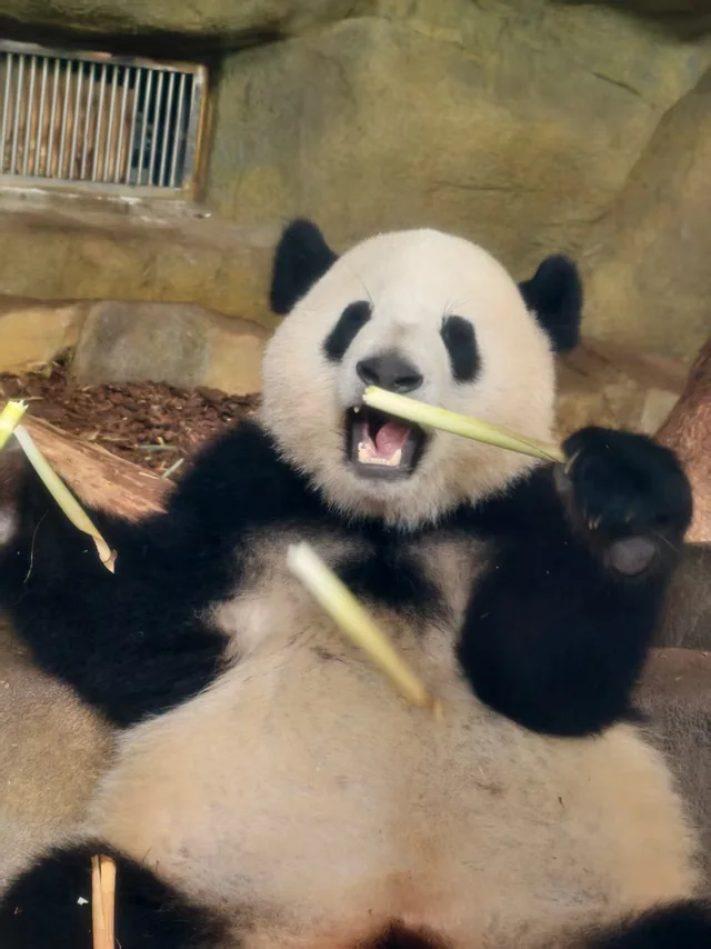Naonao, a giant panda
