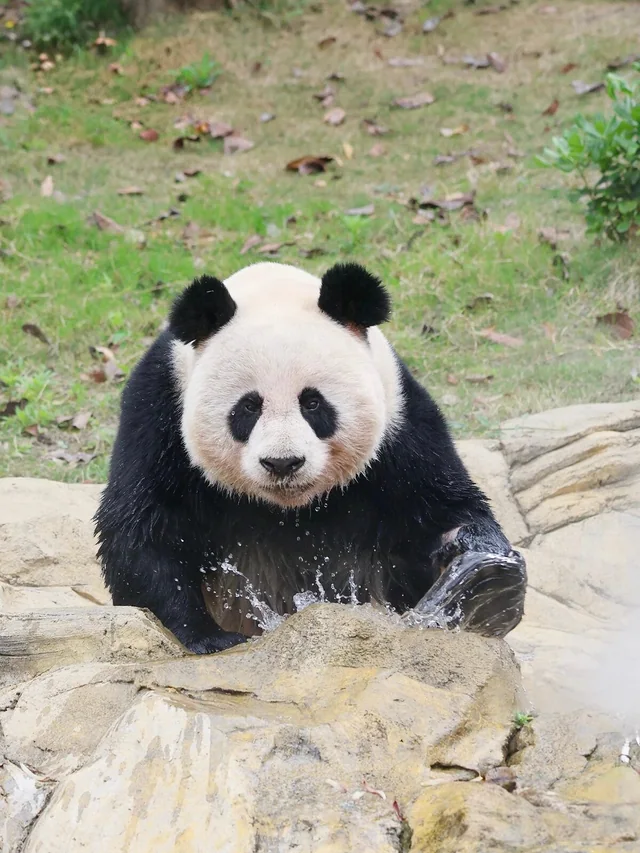 Niuniu, a giant panda