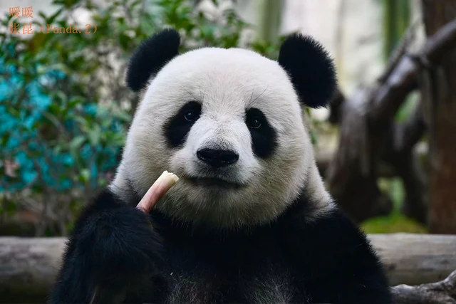 Nuan Nuan, a giant panda