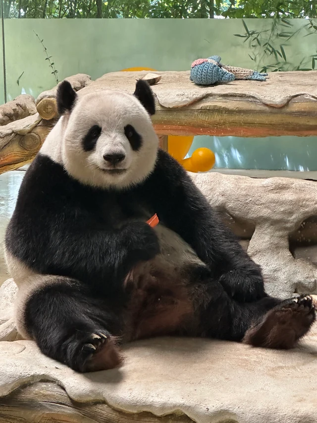 Nuan Nuan, a giant panda