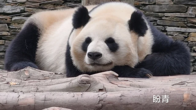 Panqing, a giant panda