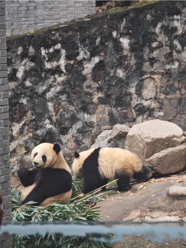 Panwang, a giant panda