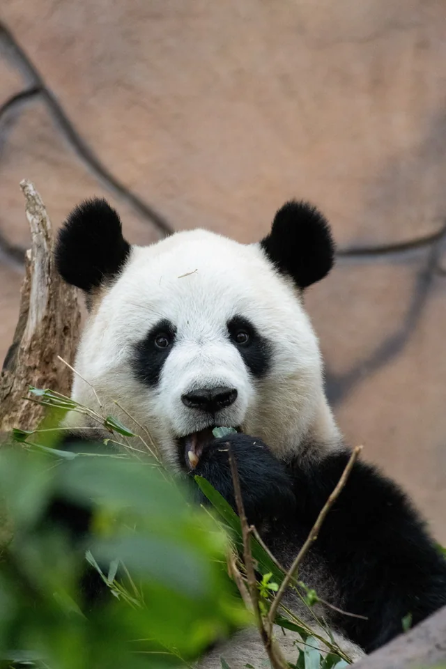 Qiaoyue, a giant panda