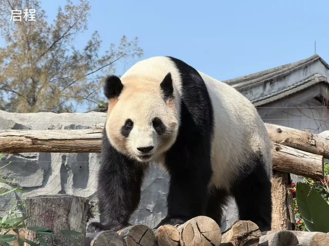 Qicheng, a giant panda