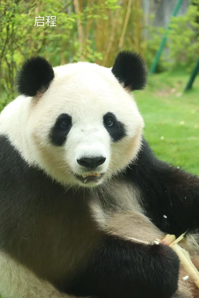 Qicheng, a giant panda