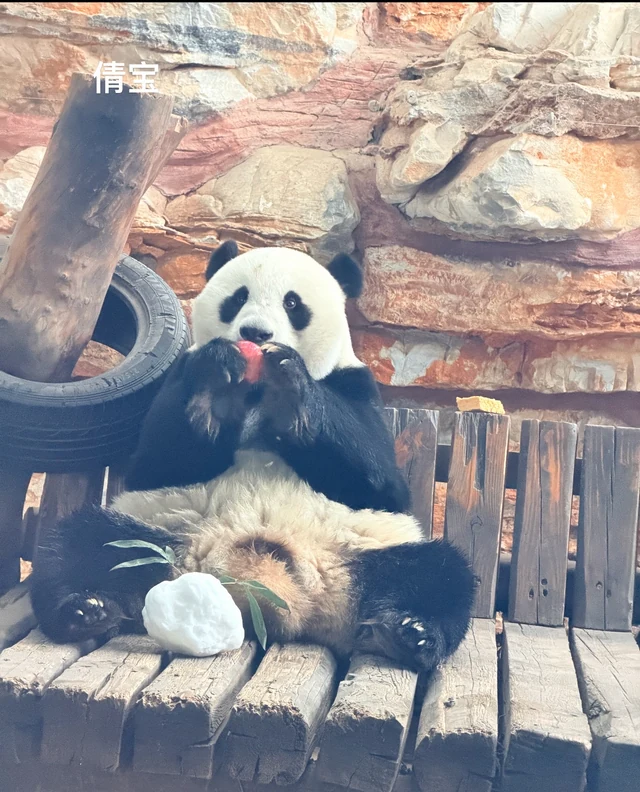 Qianbao, a giant panda