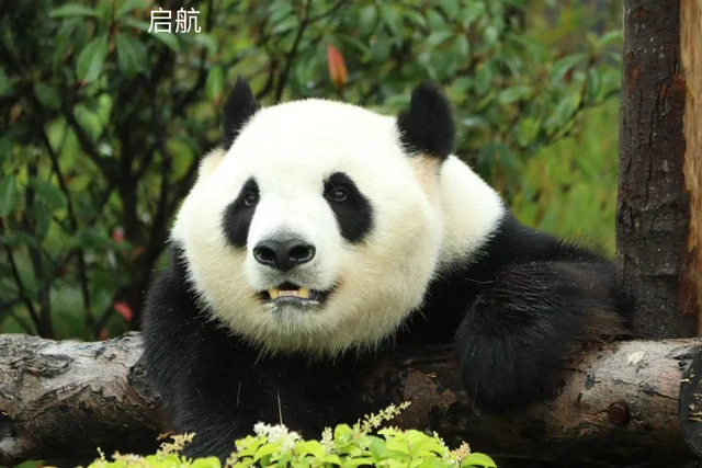 Qihang, a giant panda