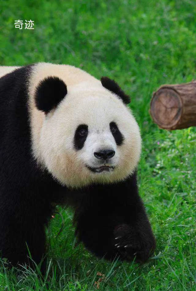 Qiji, a giant panda