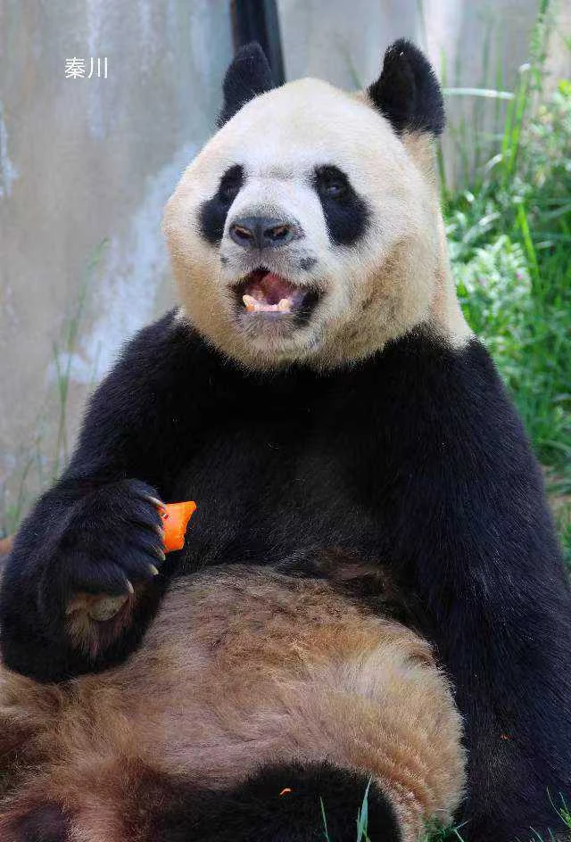 Qinchuan, a giant panda